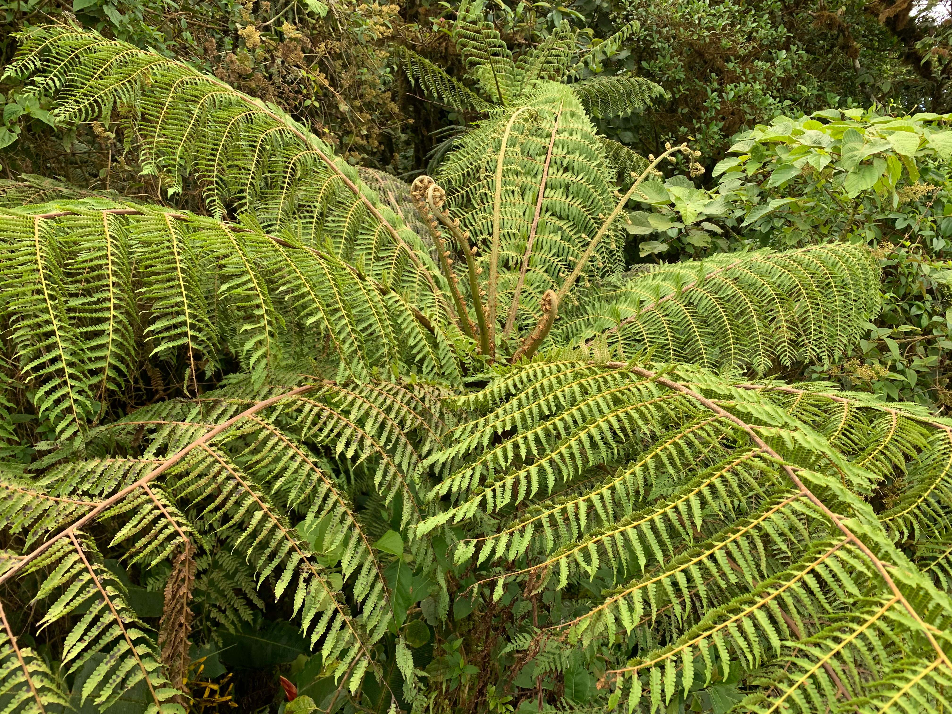 Costa Rica